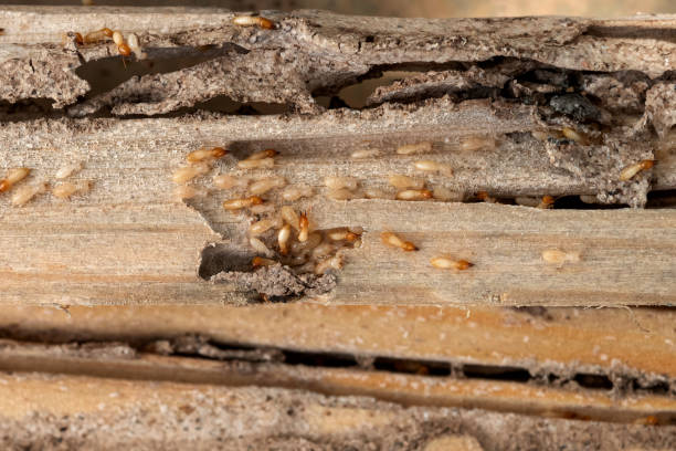 Best Pest Removal Services  in Gorman, TX