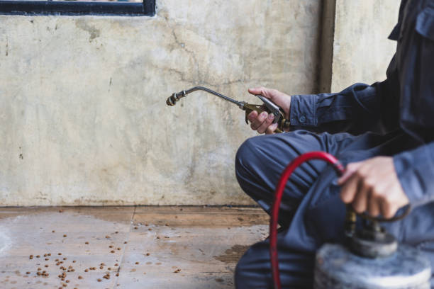 Flea Control Services in Gorman, TX
